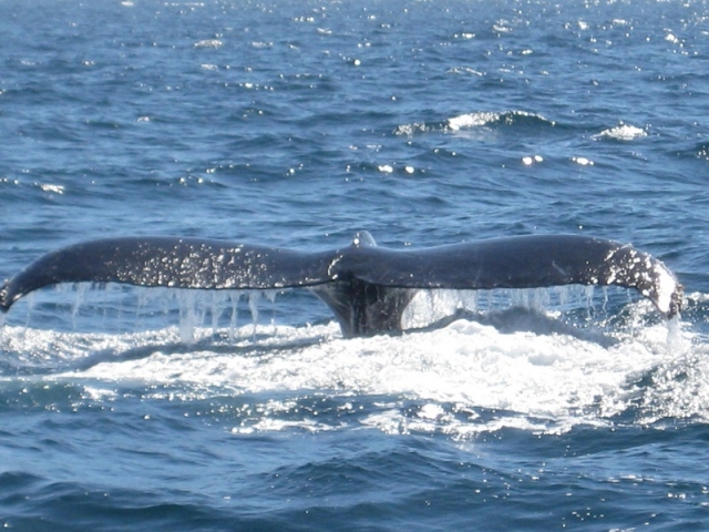 ballenas en los cabos